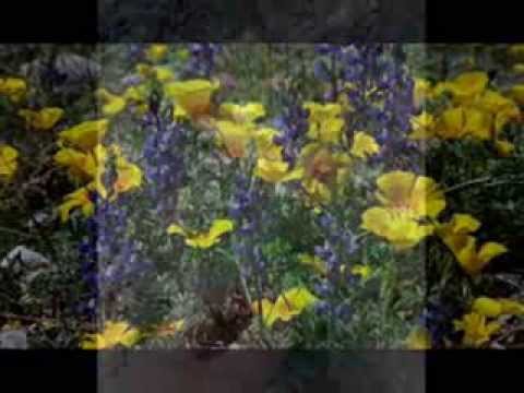 Nde tapere che reindy - Julio César del Paraguay