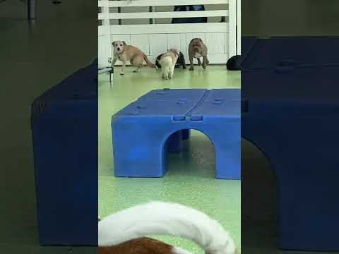 I cant watch this without crying again 🤣😭 I love my boy so much #dailyhippo 🦛🦛🦛🦛🦛❤️❤️❤️