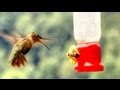 Hummingbird Versus BumbleBee