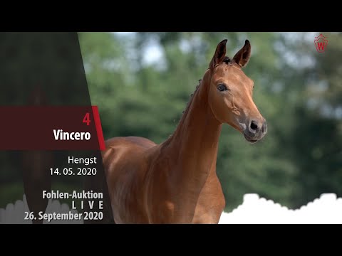 Fohlen-Auktion LIVE 26. September 2020 Lot 4 Vincero Hengst v. Valverde - Sandro Hit