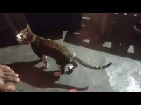 meri fluffy ka khana  chin Gaya 😭