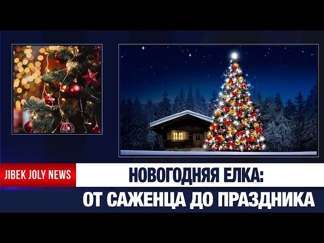 От шишки – до ёлки: как выращивают лес