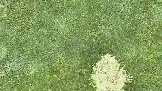 Il drone che scova i cuccioli di capriolo per salvarli dalle falciatrici: il video dall'alto