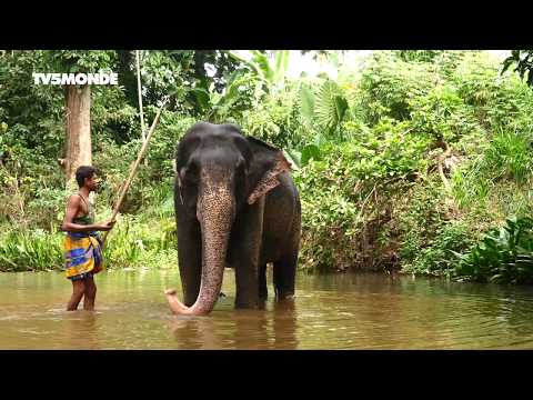 Voyages Vert Vous [Extrait] - Sri Lanka : traditions, éléphants et ressource insolite... (EP5)