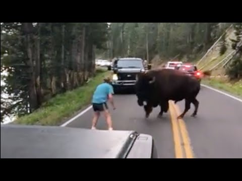 The Most GRUESOME Bison Attack Ever Recorded