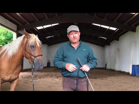 MUSTANG MAKEOVER 2018 Team Ralf (TAG 3879) - Update 1