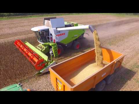 Harvest 2017 - Last of the Spring Beans 25.8.17