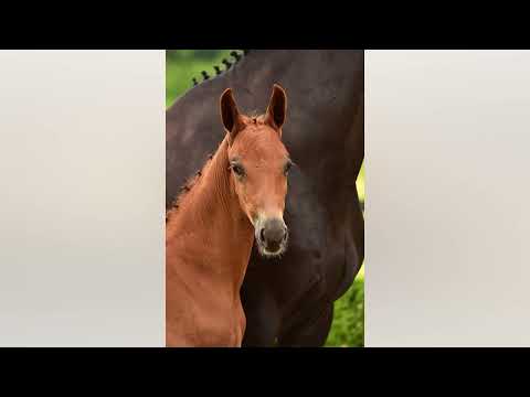 Odette II GT : Blue Hors Romanov x Ferro