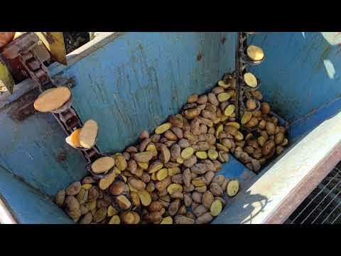 Sadzenie ziemniaków na wielką skalę. 24.04.2021 r. 150 % normy roku poprzedniego. Ursus C-330.