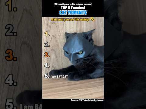 🐱 Top 5 Funniest CAT MOMENTS 🐱 #shorts