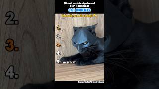 🐱 Top 5 Funniest CAT MOMENTS 🐱 #shorts
