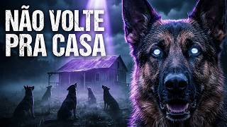 MEUS CACHORROS NÃO PARAM DE OLHAR PRA CIMA!