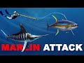 Giant Marlin ATTACKS Me Steals My Tuna So I Speared It