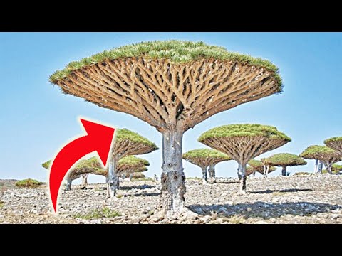 Nese e Shikoni Kete Peme, Vraponi dhe Kerkoni Ndihme