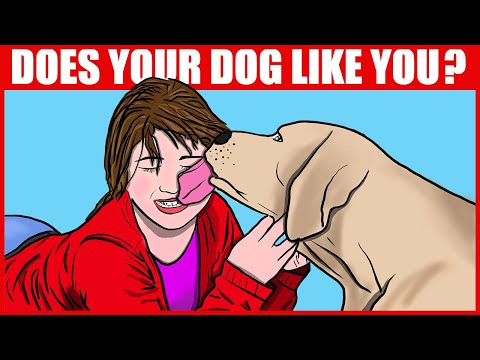 How Do Dogs Pick Their Favorite Person?
