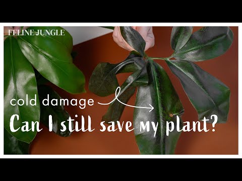 Can I Still Save My Cold Damage Plant? What To Do With Cold Damaged Indoor Plants