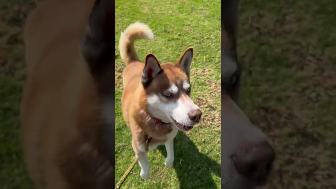PATTON, a Adoptable Siberian Husky in Upland, CA video 6/6