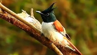 Download lagu MASTERAN GACOR PIKAT TALI POCONG SERIWANG ASIA SUARA PANCINGAN | KICAU MERDU ASLI SUARA BURUNG mp3