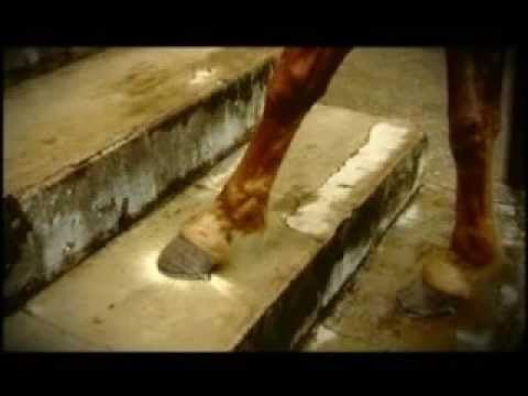 A MARCA DA FERRADURA- TONICO E TINOCO