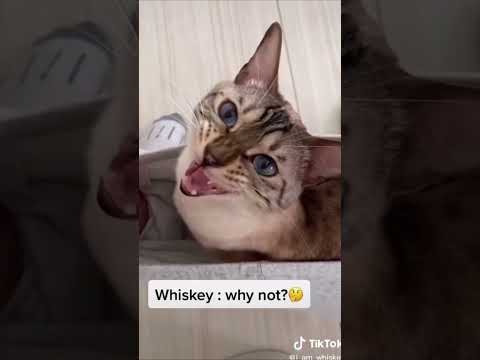 David Hopperman - Alma [video dance music new song dj mix party 2024 edm music pop hits today's]