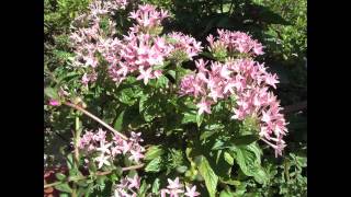 エデンの東　マンドリンオーケストラ（デモ音源）