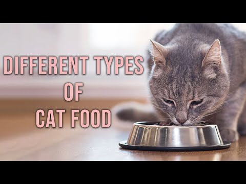 Difference Between Dry and Wet Cat Food - YouTube