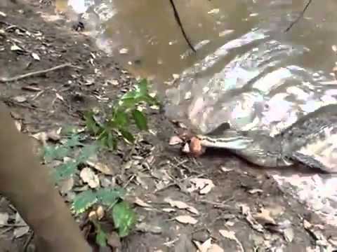 ปลาไหลไฟฟ้า