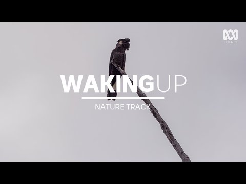 Spectacular morning birdsong, forest sounds — sleep music (1 hour) | Nature Track