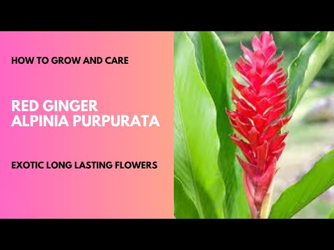 , title : 'Red Ginger Alpinia Purpurata Vibrant Colourful Exotic Long Lasting flowers Easy to Grow'