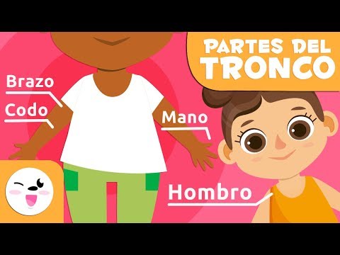 Las partes del cuerpo humano | El torso | Vocabulario para niños