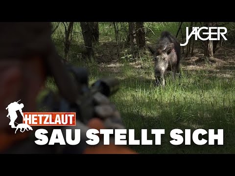 Hetzlaut: Schwarzwild Nachsuchen mit Chris Balke | JÄGER Hetzlaut