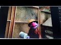 Sesame Street The New Playground Part 4