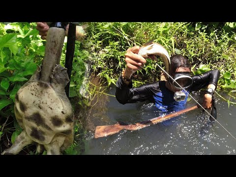 SE02EP017 PART 2 - Ang INVASIVE / SALOT na AHAS PAGONG ( Chinese Soft Shell Turtle ) Alaminos Laguna