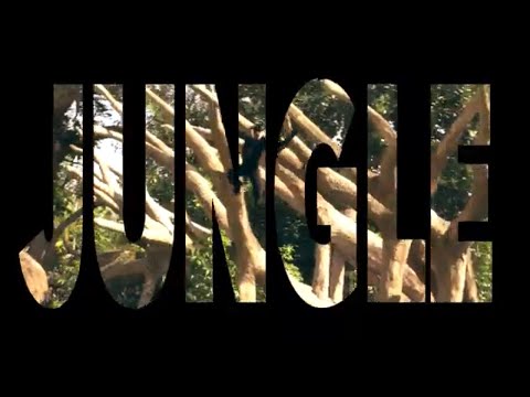 Lexxo - Jungle (Official Music Video)