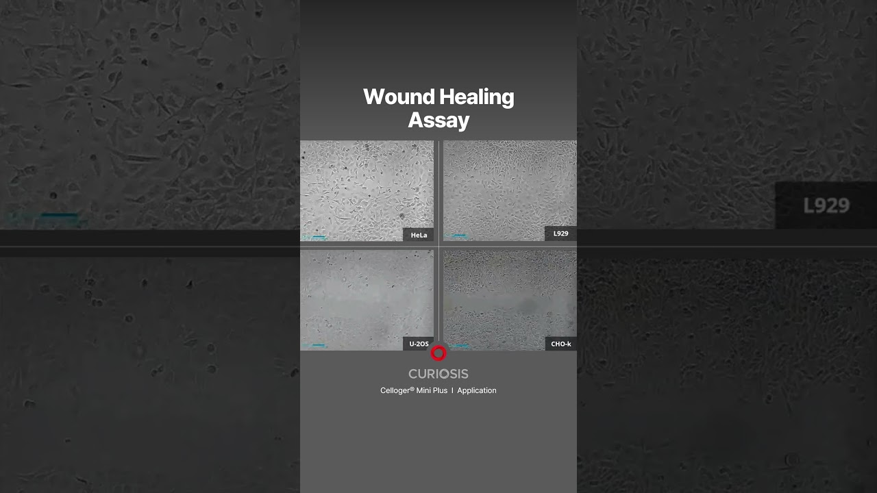 Wound Healing Assay: Time-lapse video of 4 different cell lines #Curiosis #CellogerMiniPlus #shorts