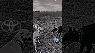 Download lagu Toyota 😈 vs BMW👾#toyota  #supra #mk4 #shorts mp3