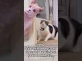 Fake Pillow Cat Prank Funnycatprank Catmemes