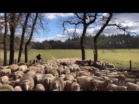 Schaapskudde Loenermark