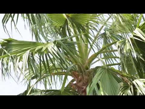 Turn Me On Fuego _ Astra ft.Kevin Lyttle & Costi