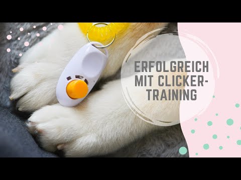 Alles was du über CLICKERTRAINING wissen musst | trainiere deinen Hund erfolgreich mit dem Klicker 🐾