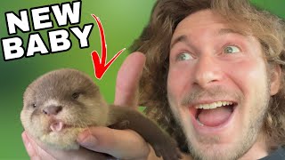 NEW Baby OTTER joins the FAMILY!