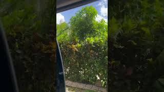 J&D on the sea, #dominica #carnivalships #travel #cruisetour