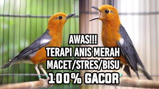 Download lagu PANCINGAN ANIS MERAH PUTAR 10 DETIK ANIS MERAH YANG DENGAR AKAN LANGSUNG NGEPLONG DAN IKUT GACOR mp3