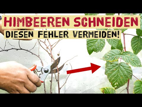 , title : 'Himbeeren und Brombeeren im Herbst schneiden - einfache Anleitung für Sommer- und  Herbsthimbeeren'