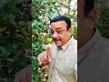 Chehre Pe Girin Zulfen Rafi Song Shorts Viral Song Shortsvideo Youtubeshorts Rajeshroshan407
