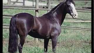 El corralero   Pedro Mesone