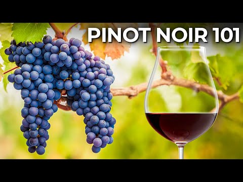 Understanding the Basics: A Beginner's Guide to Pinot Noir