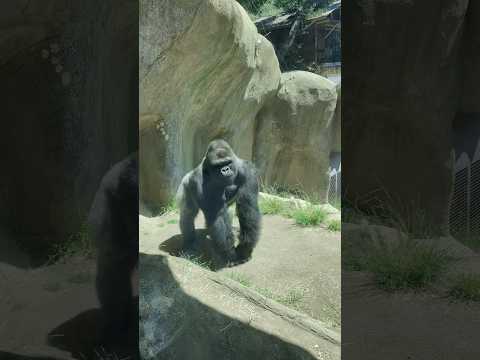 Gorilla hits the glass 🦍 (wait until the end) #zoo