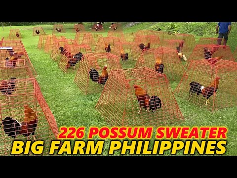 Abello 226 Possum Sweater Blackwater Bloodlines - BNL FARM Beautiful Birds