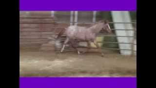 preview picture of video 'PS Y Not Be Good ~APHA Red Roan Overo Filly ~ SOLD'